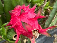 -尚果生态采摘园