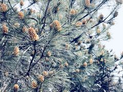 -雨花胜境
