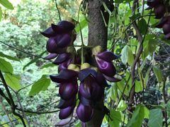 -桑洲油菜花景区