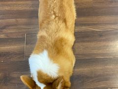 -柯斗斗主题餐厅·狗咖·围炉煮茶·茶饮(国瑞升平里店)