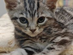 -BABIT巴比特宠物(MOMOPARK店)