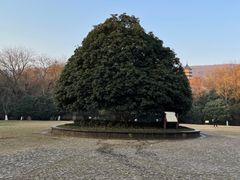 -灵谷景区