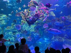 -芜湖新华联大白鲸海洋公园