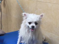 -佳雯宠物医院·皮肤科·内外科(春晓路分院)