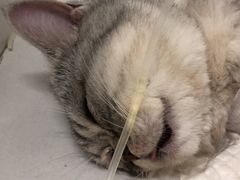 -北京观赏动物医院·24小时大型综合·猫专科·异宠专科
