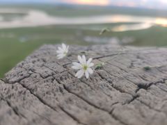 -黄河九曲第一湾