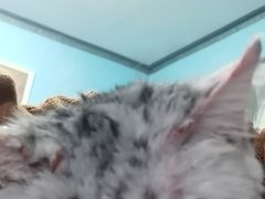 -宠颐生嘉德动物医院