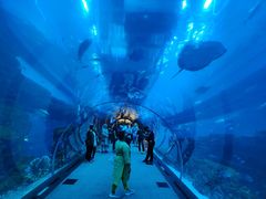 -迪拜水族馆及水下动物园