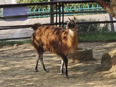 -青藏高原野生动物园