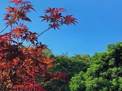 -广州市帽峰山景区
