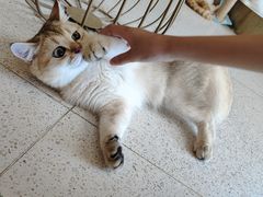 -飞行喵MR PILOT|猫舍·猫咖(静安大融城店)