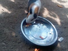 -万源龙顺度假庄园生态观光园