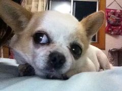 -艾贝尔宠物医院·24H转诊中心·肿瘤猫专科(江宁双龙店)
