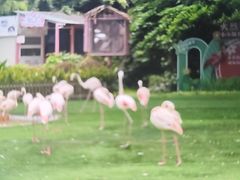 -广州长隆飞鸟乐园