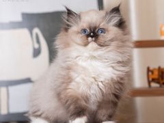 -小猫来了·猫舍(红山六九七九店)