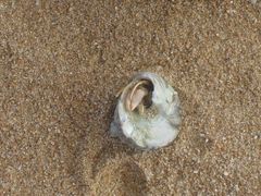 死在贝壳里的寄居蟹-青岛第二海水浴场