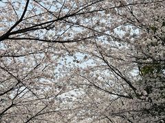 -高东镇樱花园