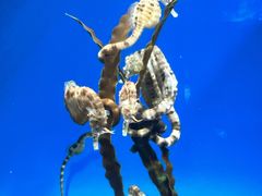 -成都浩海立方海洋公园