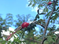 -硗碛藏寨·神木垒景区