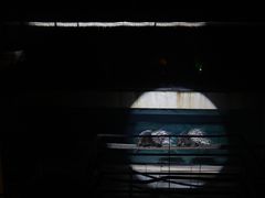 -清迈夜间动物园
