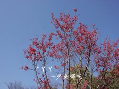 -顾村公园