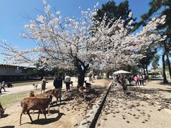 -奈良公园