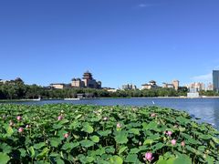 -莲花池公园