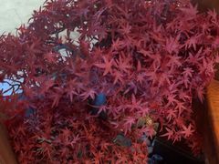 -小天厨民间菜馆(深圳街店)