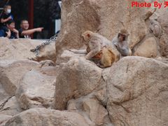 -西安秦岭野生动物园