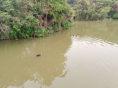 -海珠湖公园