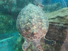 -广东惠东海龟国家级自然保护区