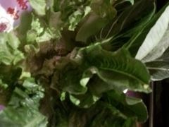 -季季红火锅(丰城洪客隆店)