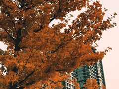 -长白岛森林公园