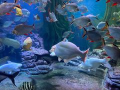 -上海海洋水族馆