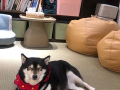 -逗柴咖啡屋·狗咖猫咖宠物桌游