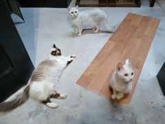 -猫色咖啡·猫咖