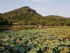 -西湖风景区-江洋畈生态公园