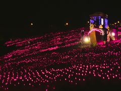 -大塘金香草谷