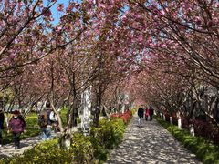 -高东镇樱花园
