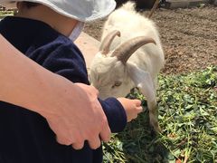 -小鱼草莓采摘园农家乐·小鱼餐厅