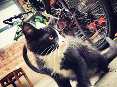 -新疆狼爷烤肉(宋庄店)