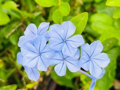 -荔枝公园(福田区)