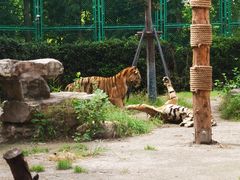 -上海野生动物园老虎餐厅