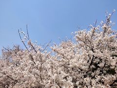 -樱花山风景区