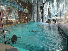 -帝企鹅自助餐厅•儿童岛•真企鹅(长隆企鹅酒店)