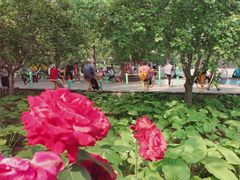 -丰台花园