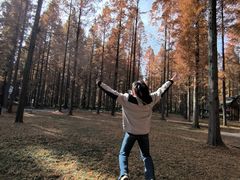 -黄海国家森林公园