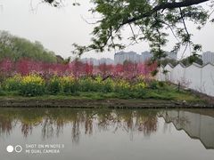 -南汇桃花村