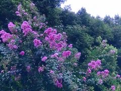 -龙头寺公园