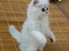 -客栈猫舍(中央北路店)